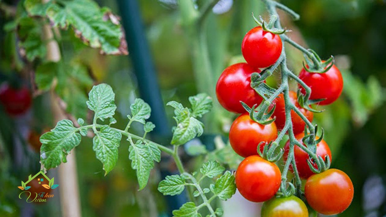 Một số loại hạt giống cà chua được trồng phổ biến 3