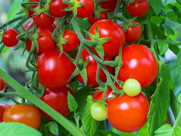 Một số loại hạt giống cà chua được trồng phổ biến 4