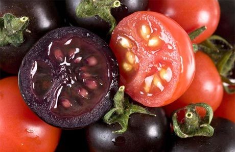 Một số loại hạt giống cà chua được trồng phổ biến 5