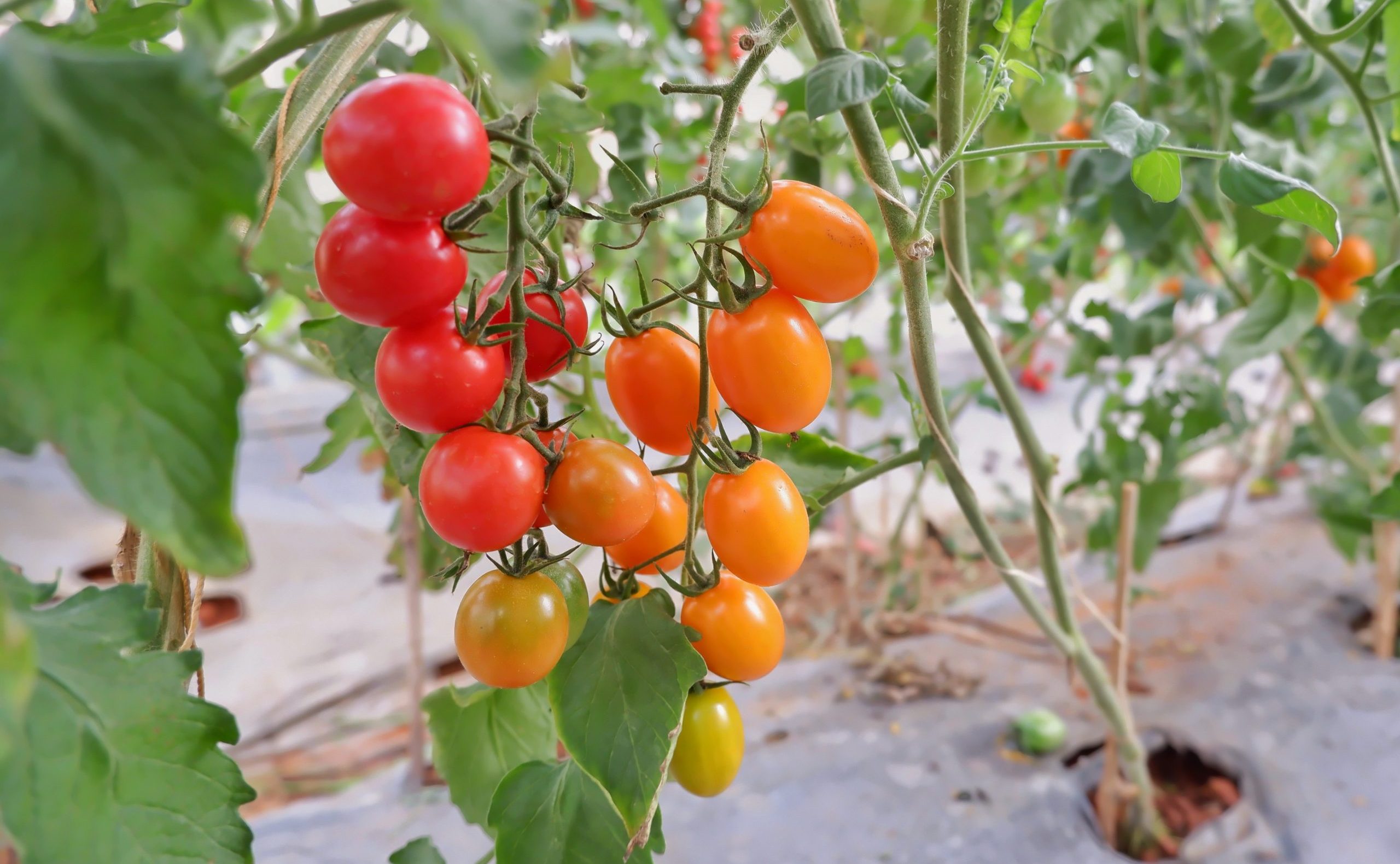 Một số loại hạt giống cà chua được trồng phổ biến 6
