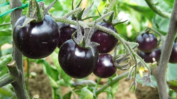 Một số loại hạt giống cà chua được trồng phổ biến 8