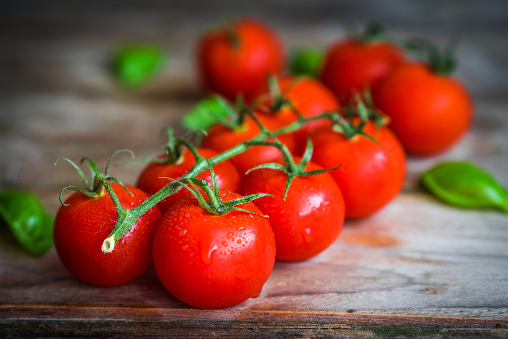 Một số loại hạt giống cà chua được trồng phổ biến