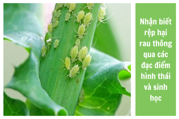 Nhận biết rệp hại rau thông qua các đặc điểm hình thái và sinh học