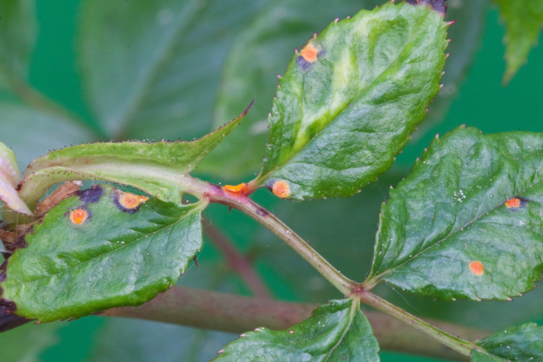 Nhận biết triệu chứng gây hại của bọ trĩ hại hoa hồng 4