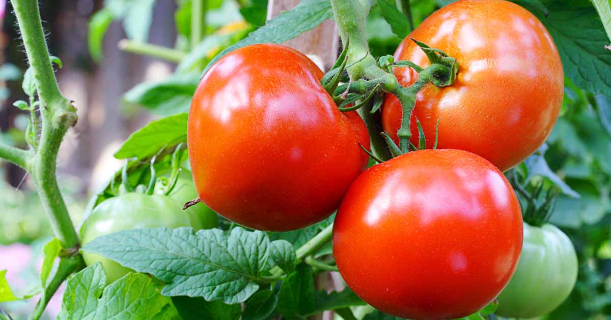 Tìm hiểu chung về hạt giống cà chua 1