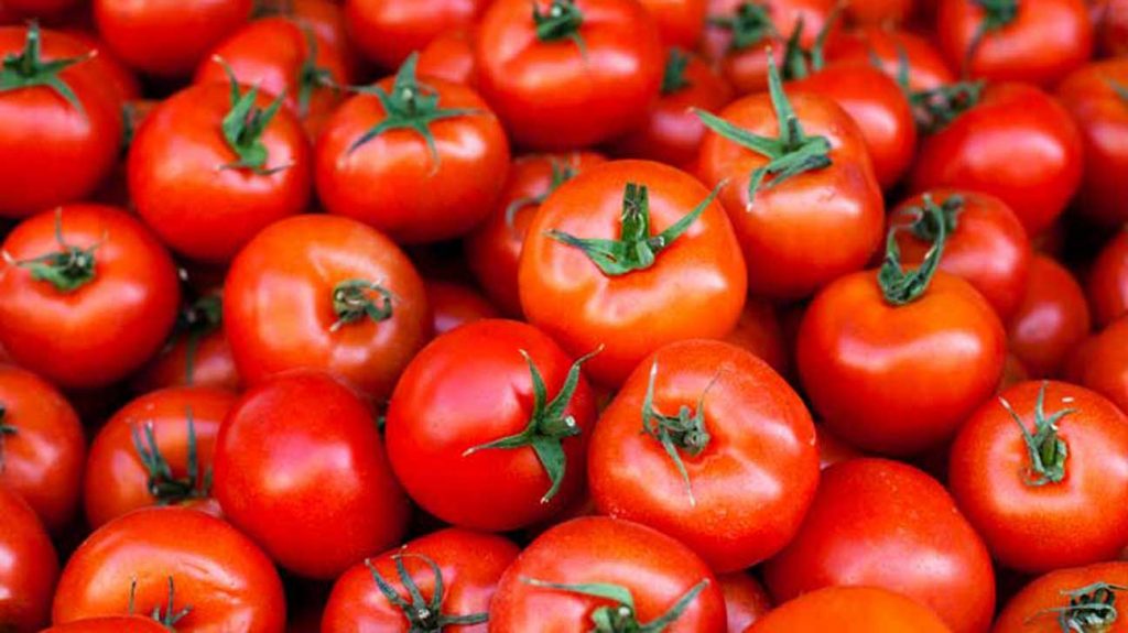 Tìm hiểu chung về hạt giống cà chua
