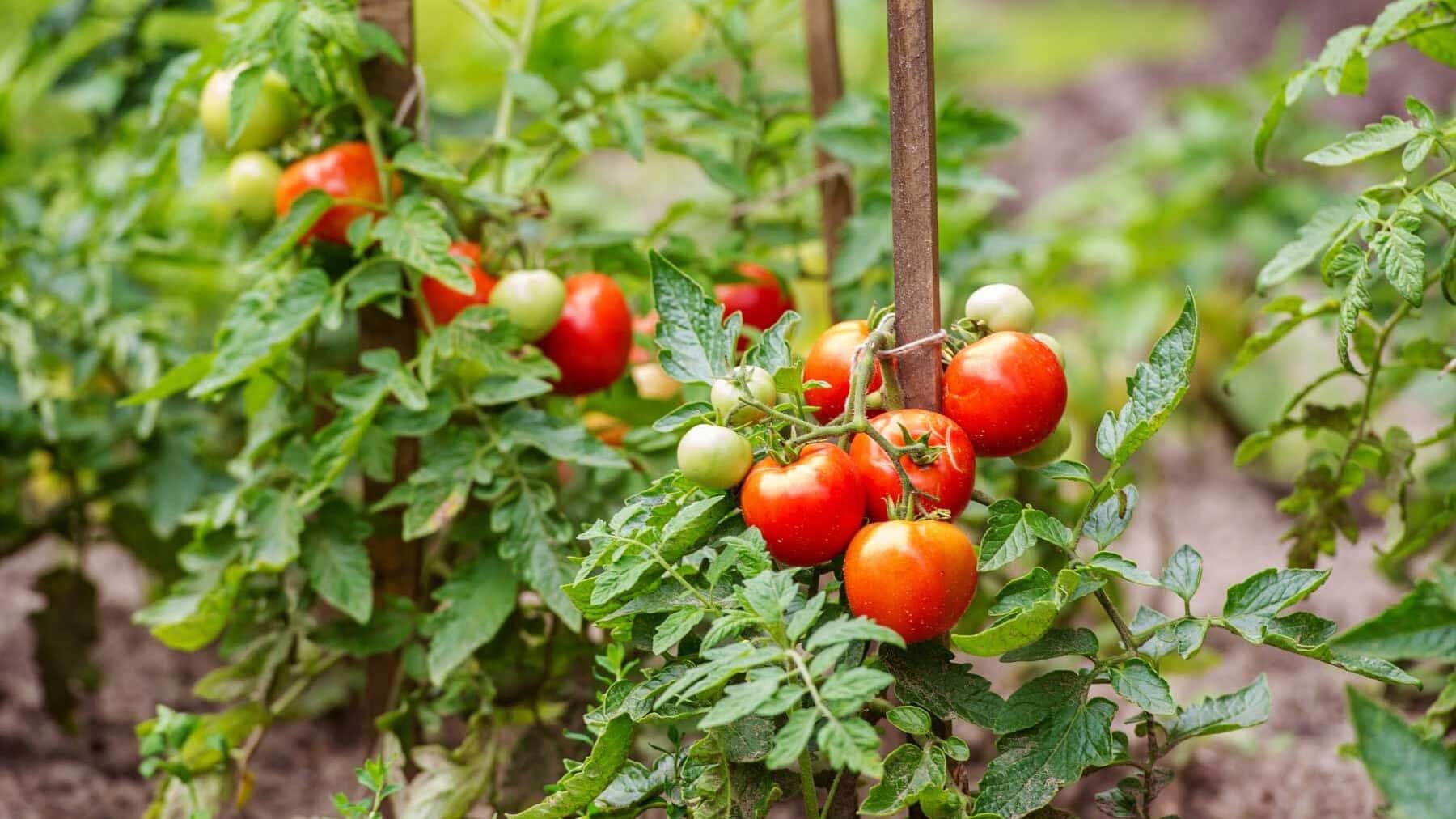 Tìm hiểu chung về hạt giống cà chua 2