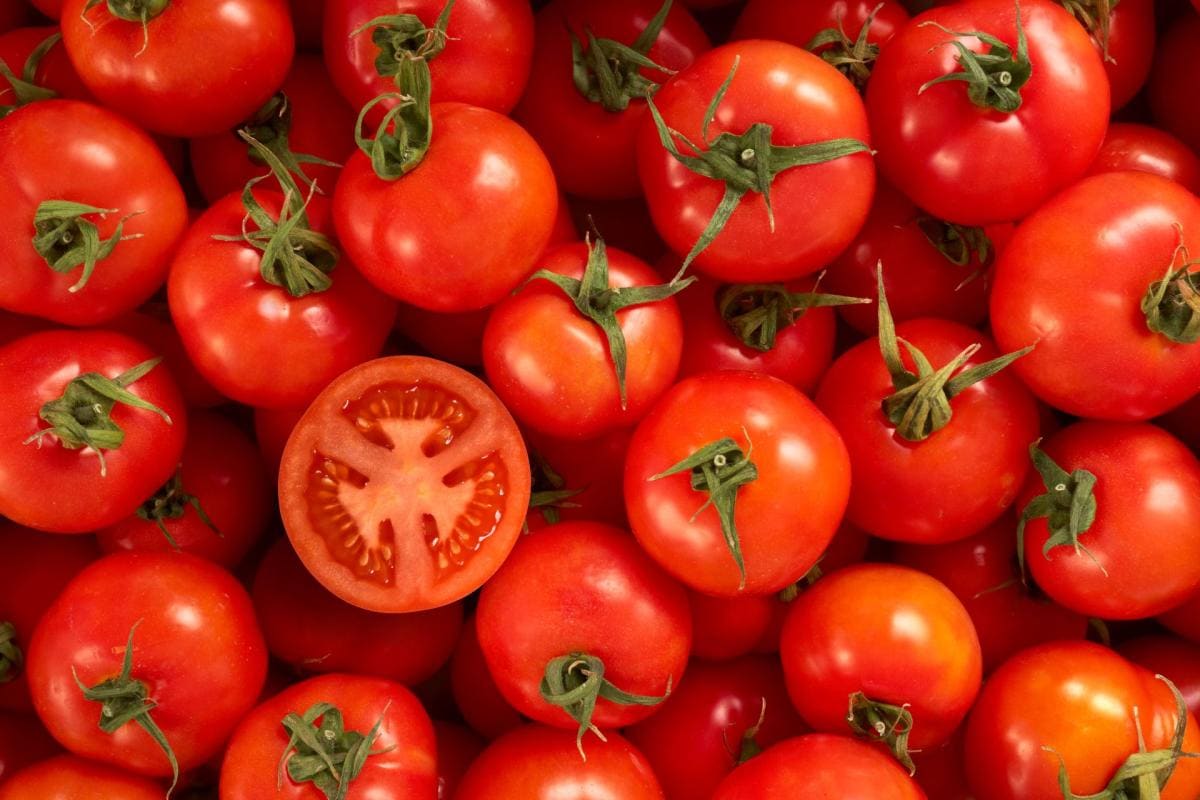 Tìm hiểu chung về hạt giống cà chua 3