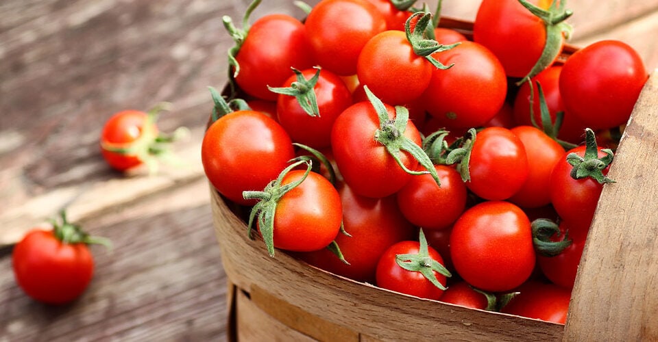 Tìm hiểu chung về hạt giống cà chua 4