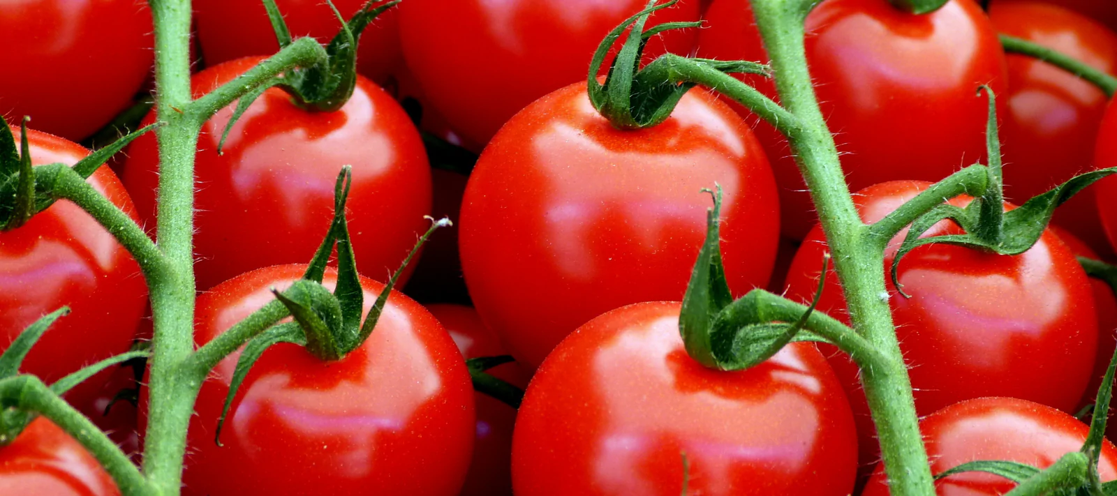 Trồng cà chua bằng hạt thì sau bao lâu thu hoạch 1