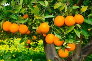 Hướng dẫn cách gieo hạt trồng cây cam mọng nước trong chậu